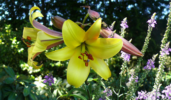 June Plant of the Month – Lilium Regale
