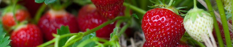 Strawberry Aromas – October Plant of the Month