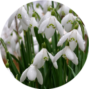 Snowdrops – April 2015 Plant of the Month