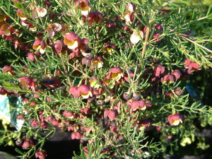 Brown Boronia