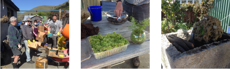 Hypertufa and Sphagnum Moss