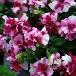 November Plant of the Month – Double Trouble Frosted Ripple Petunia