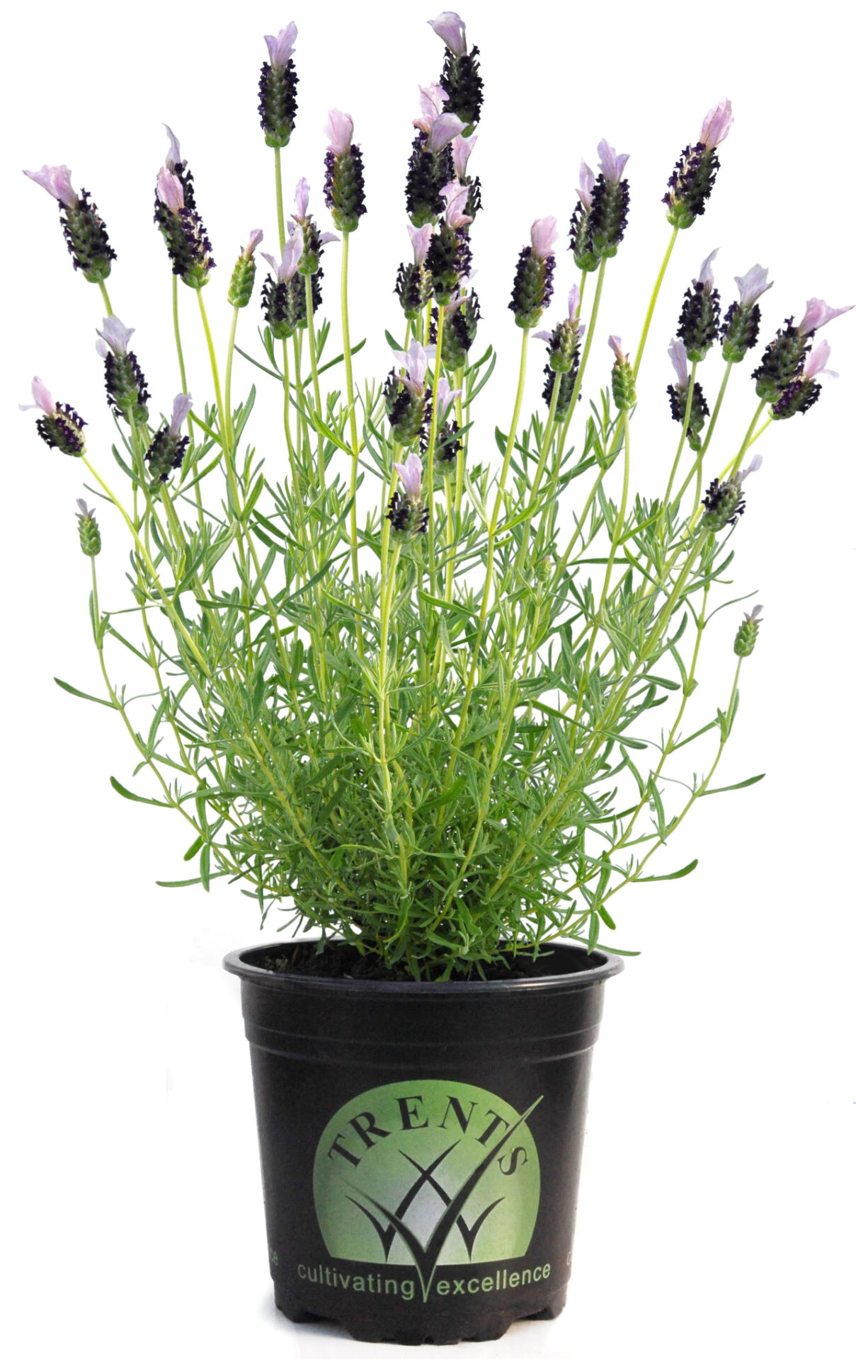 December Plant of the Month – Dwarf Italian Lavender