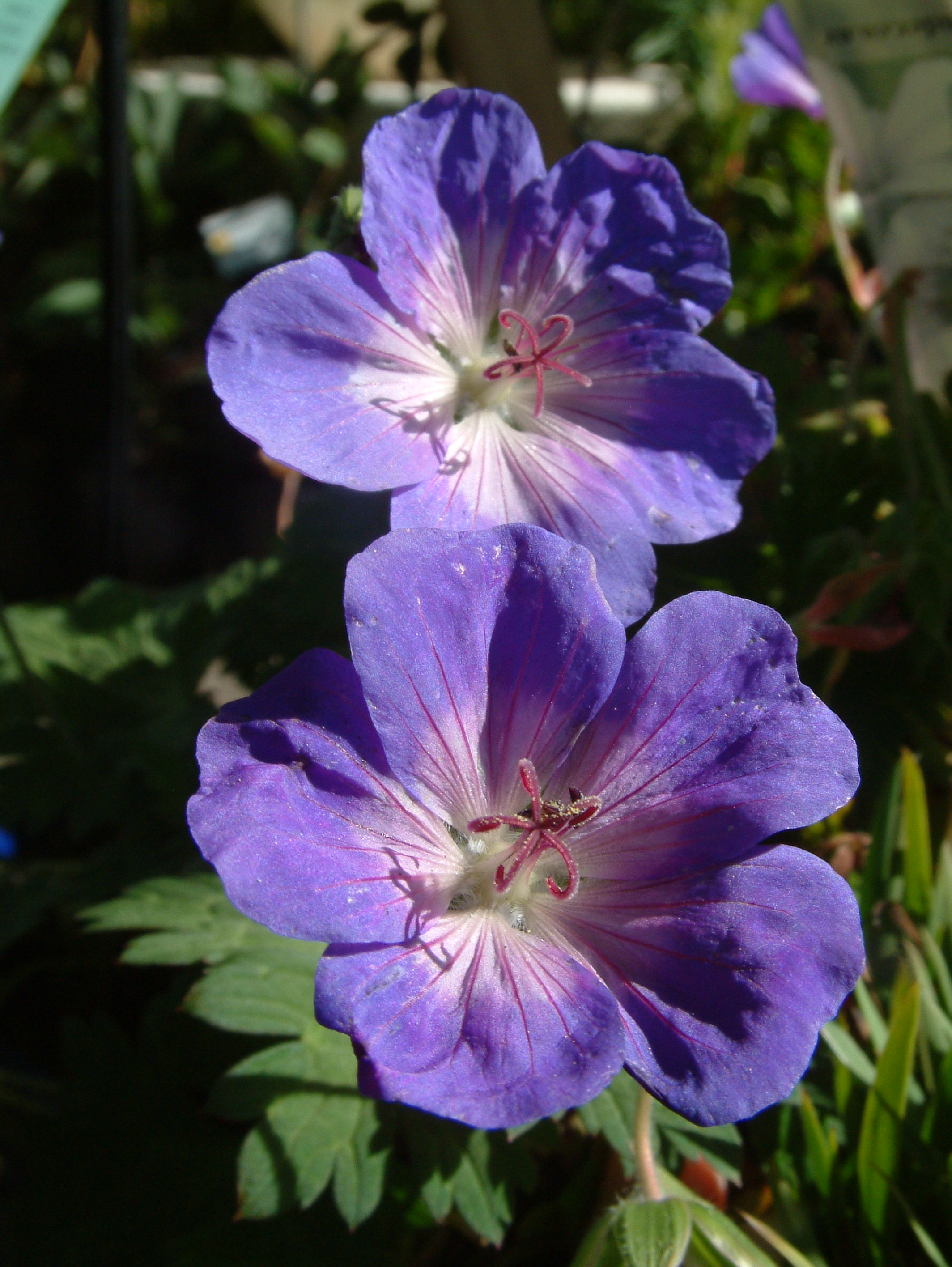 February Plant of the Month – Geranium Rozanne | Canterbury