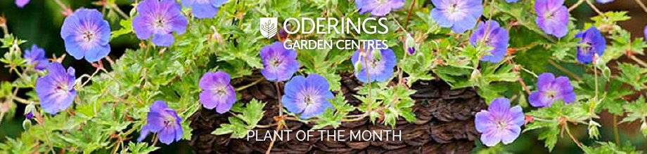 February Plant of the Month – Geranium Rozanne