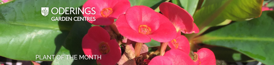 March Plant of the Month – Euphorbia Lipstick