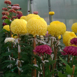 david-chrysanthemum-web