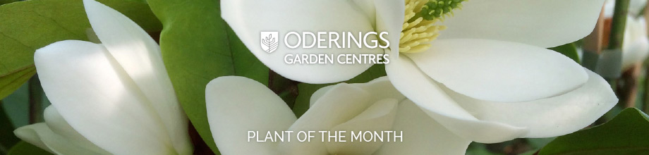 April Plant of the Month – Michelia Fairy White
