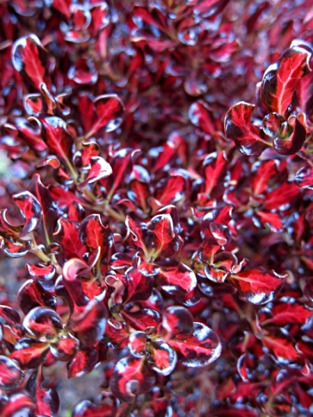 Coprosma - Pacific Sunset close up