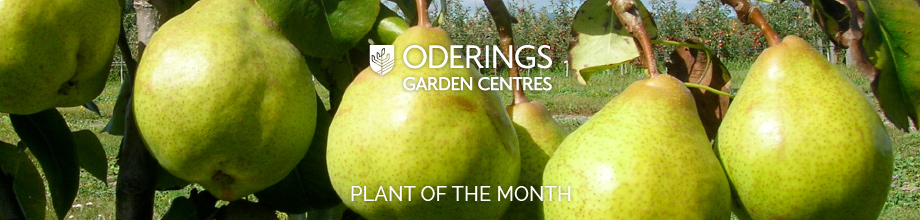 July Plant of the Month  – Pear Garden Belle