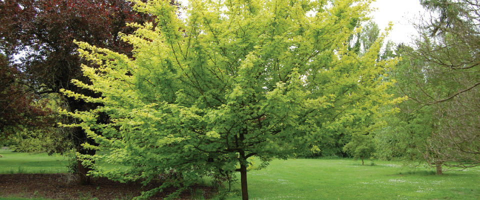 Heritage Trees at Risk