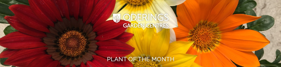 December Plant of the Month – Gazania Wild