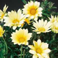 gazania-wild_web2