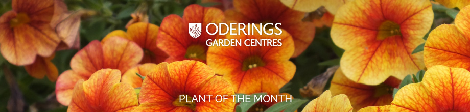 March Plant of the Month – Calibrachoas