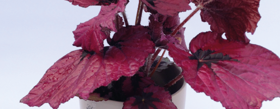 April Plant of the Month – T-Rex Begonia Ruby Slippers