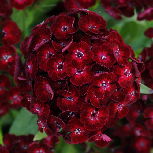 June Plant of the Month – NEW Dianthus Rockin’ Crimson