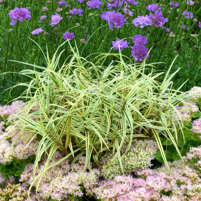 September Plant of the Month – Carex Spark Plug