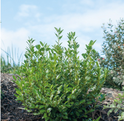 November Plant of the Month – Griselinia Gecko Green