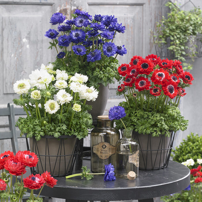 May Plant of the Month – Anemone Double Mixed