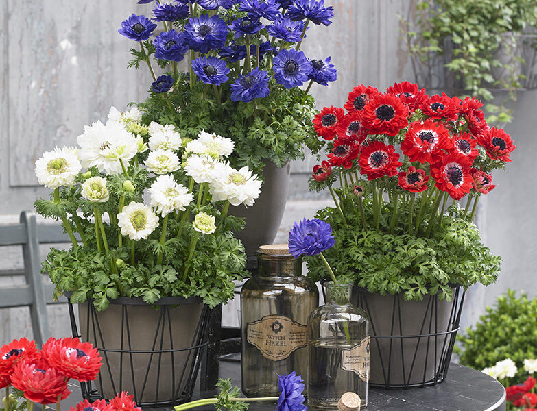 May Plant of the Month – Anemone Double Mixed