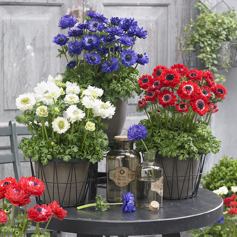 May Plant of the Month – Anemone Double Mixed