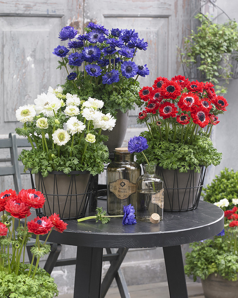 May Plant of the Month – Anemone Double Mixed