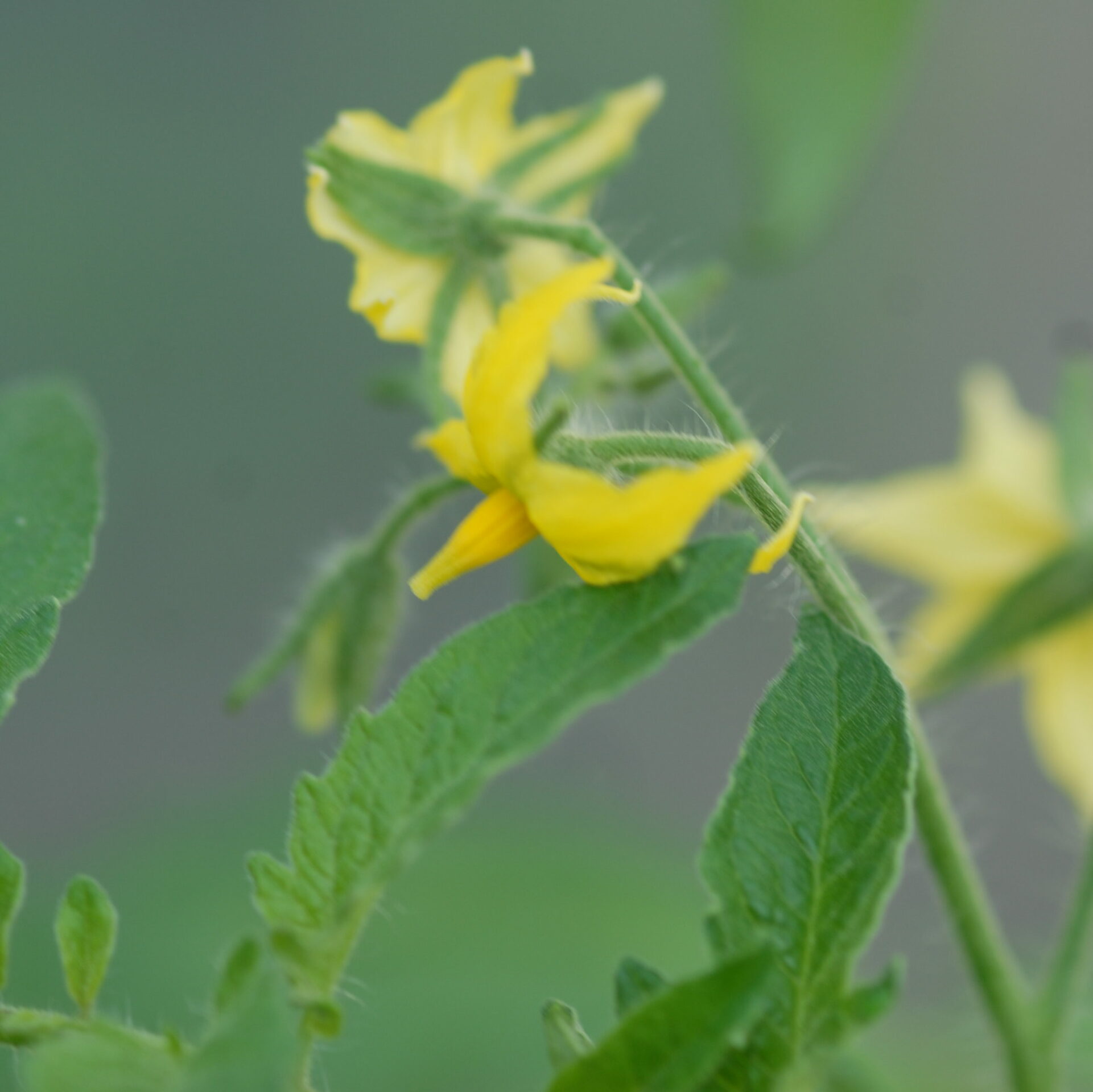 Normal Tomato Flower