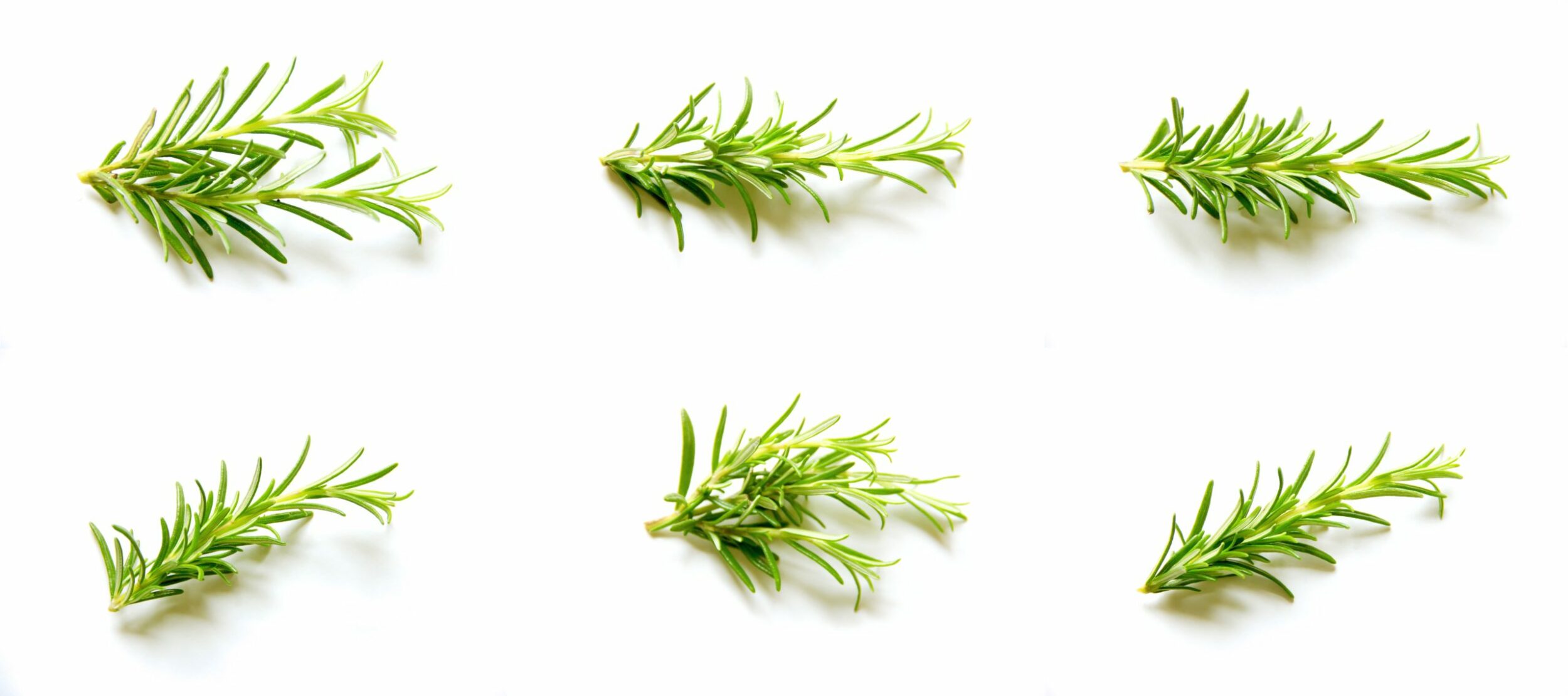 Herb of the Month – Rosemary