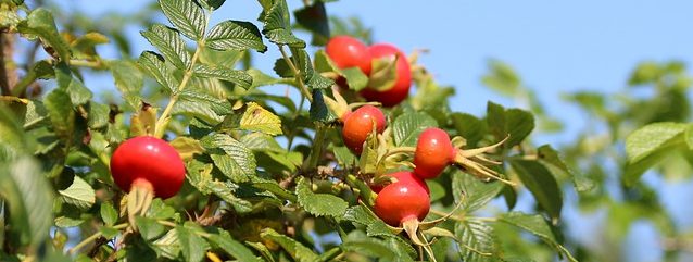 Herb of the Month – Briar Rose Rosa rubiginosa