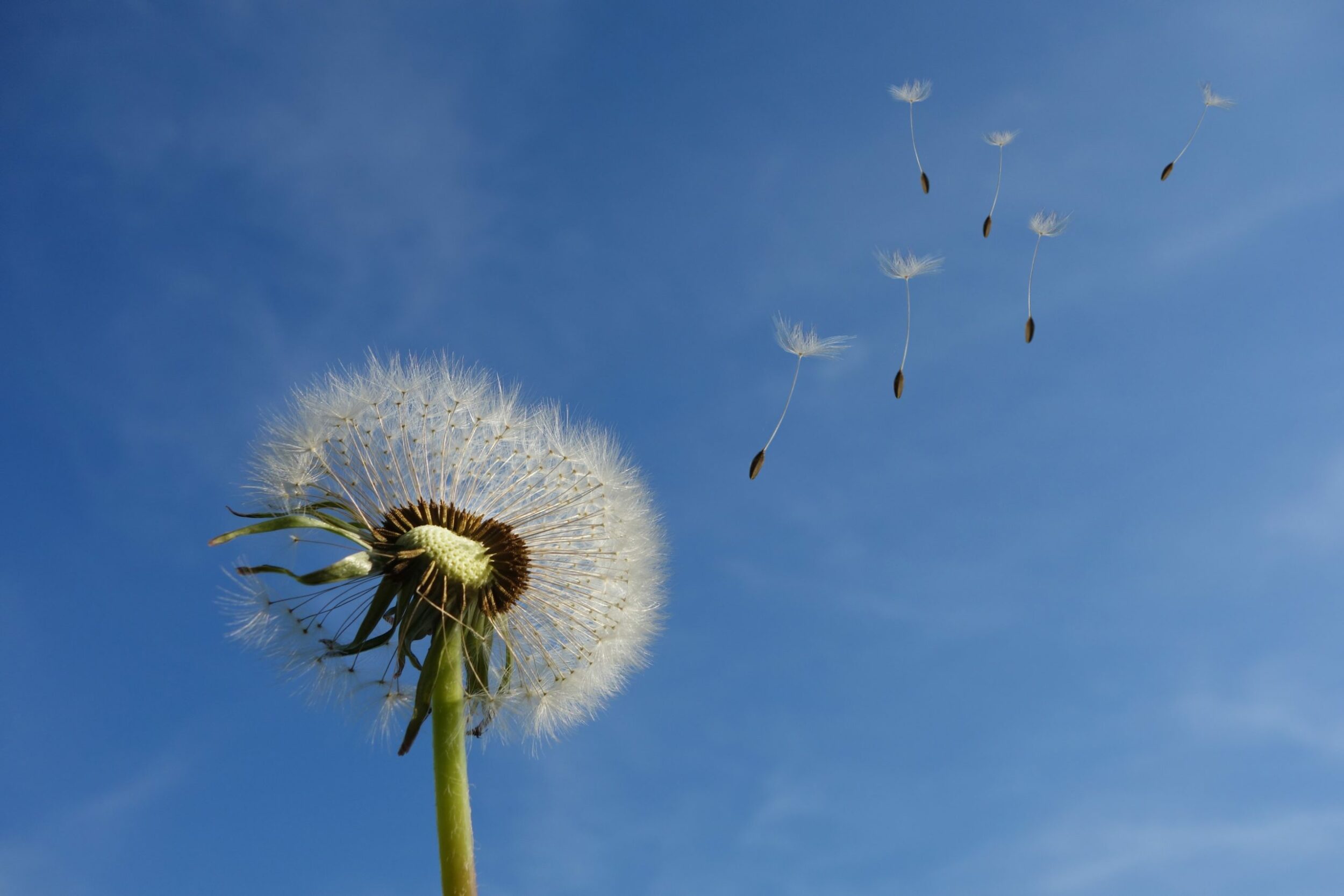 Herb of the Month – Dandelion Taraxacum officinale