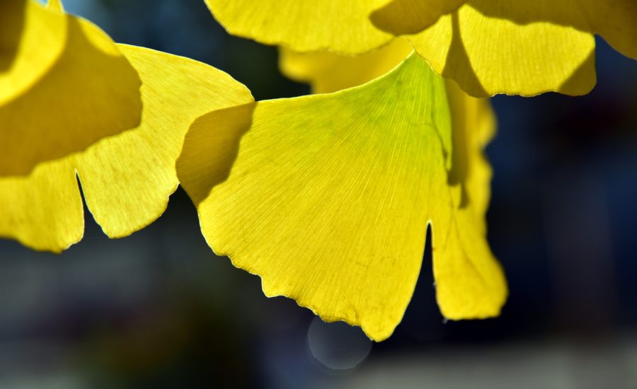 Herb of the Month – Ginkgo Biloba