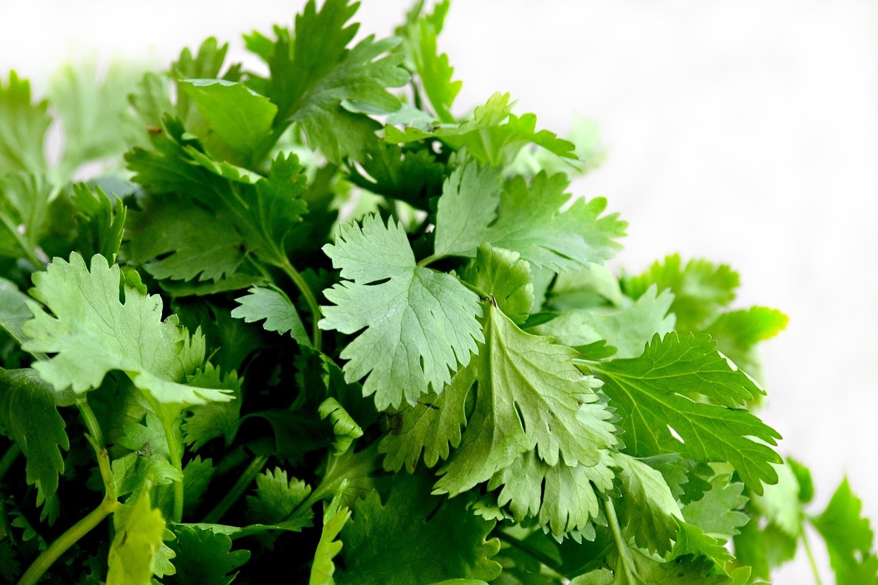 Herb of the Month – Coriander