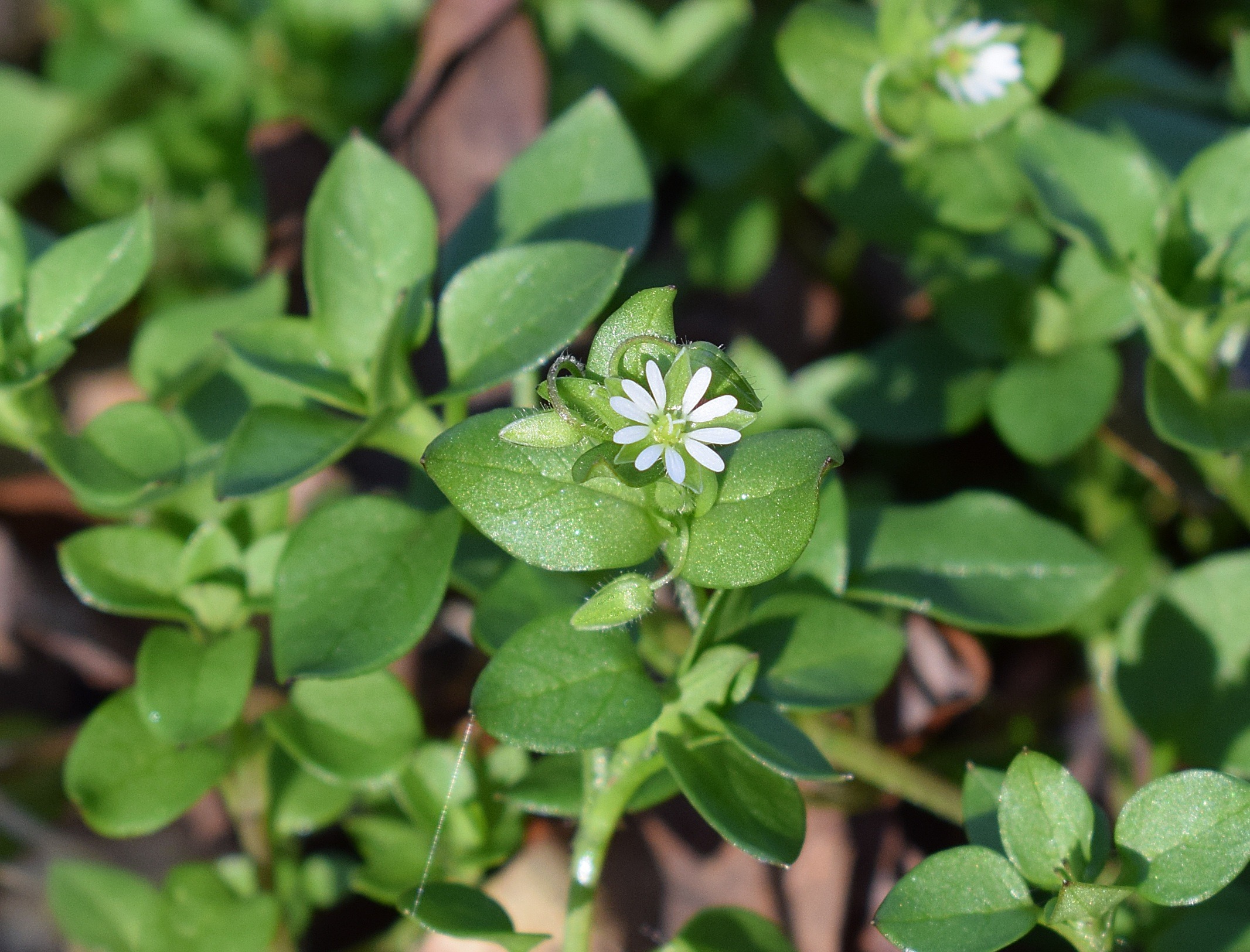 Herb of the Month – Chickweed