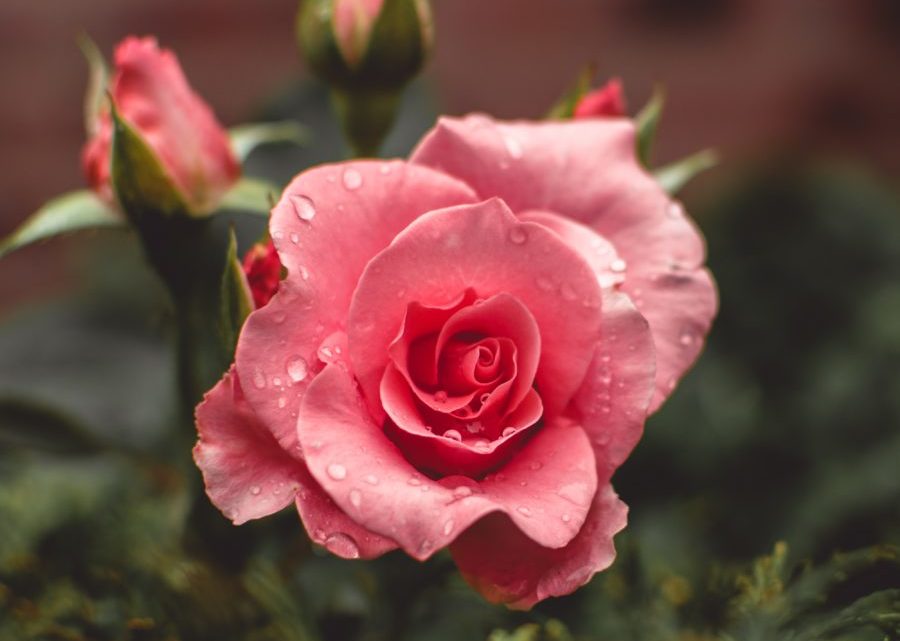 Romancing the Rose