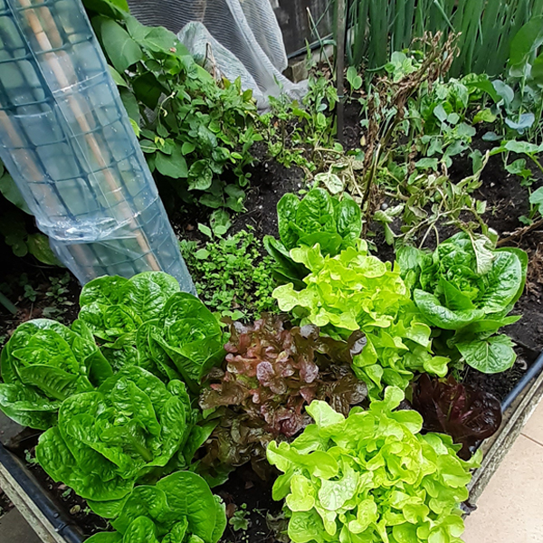 Our Vegetable Garden