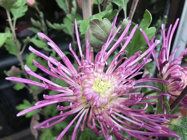 Chrysanthemums in Lockdown