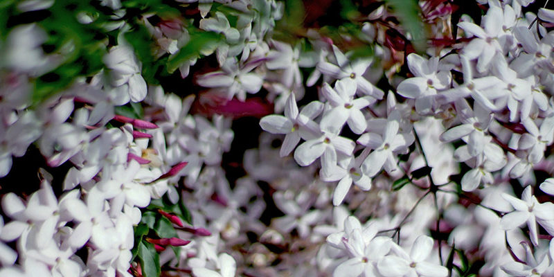Discover the Effects of the Jasmine Plant on Health Discover the Effects of the Jasmine Plant on Health