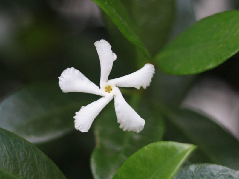 Discover the Effects of the Jasmine Plant on Health