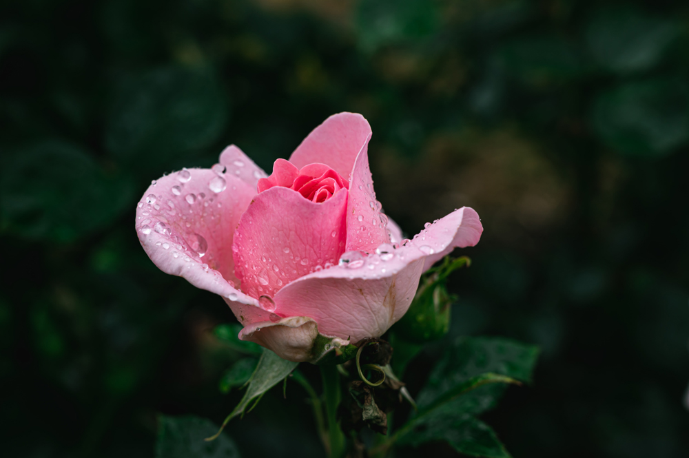 Roses roses roses – July Plant of the Month