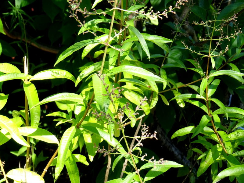 Lemon Verbena