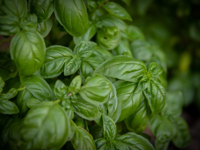 Sweet Basil