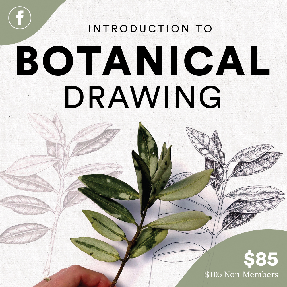 Introduction to Botanical Drawing