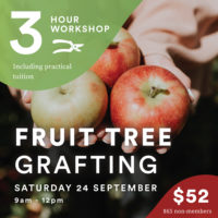 Fruit Tree Grafting