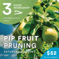 PIP FRUIT Pruning