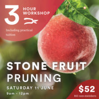 Stone Fruit Pruning