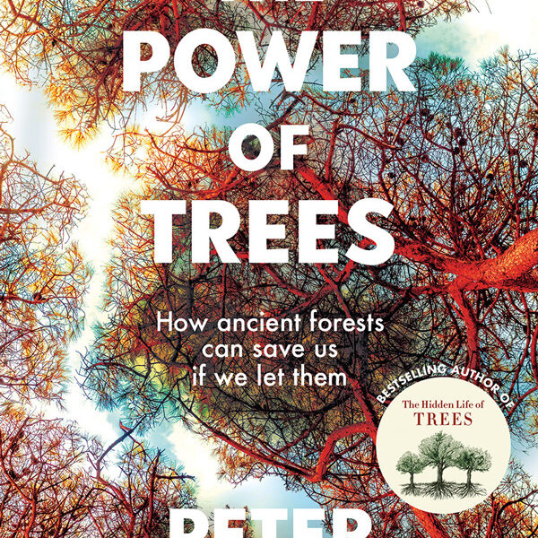The Power of Trees Book Review