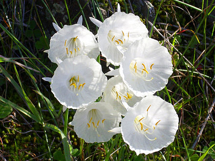 cantabricus close Growing Daffodils for Flower Shows