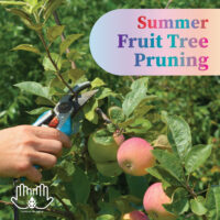 Summer Fruit Tree Pruning