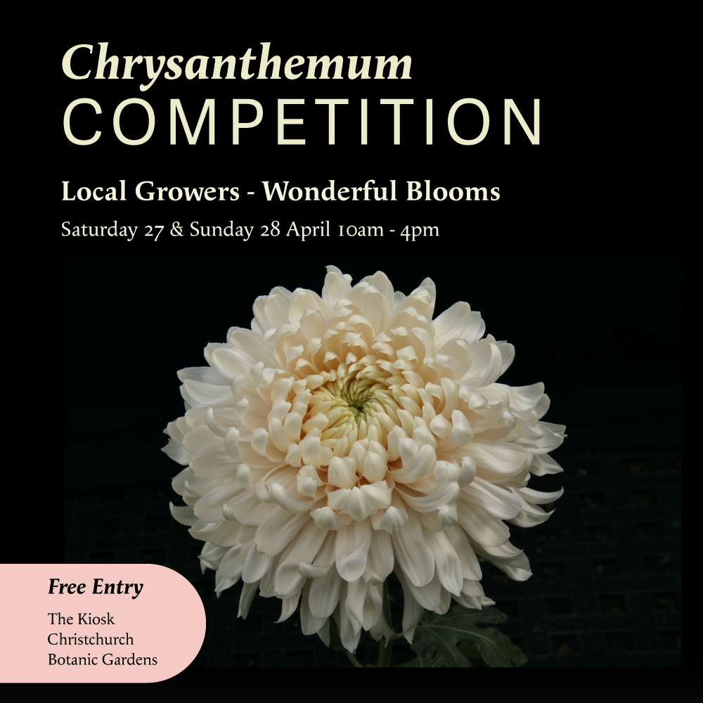 Chrysanthemum Show
