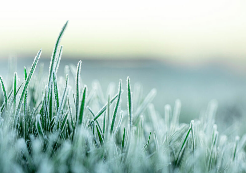June in the Garden – Tasks for the first frosts